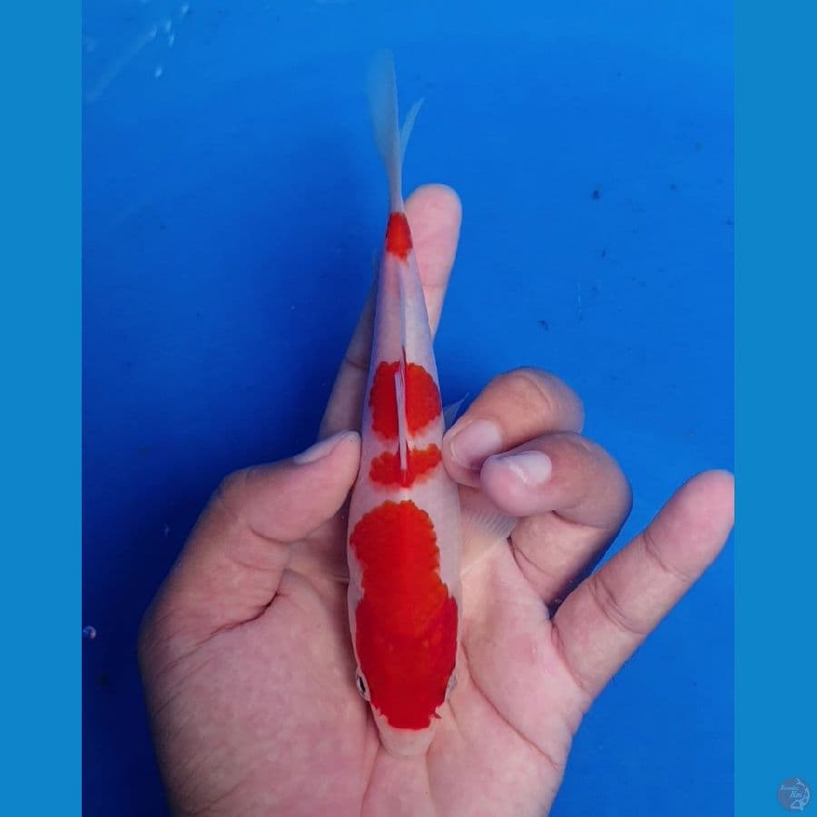 minion Kohaku 15cm HQ