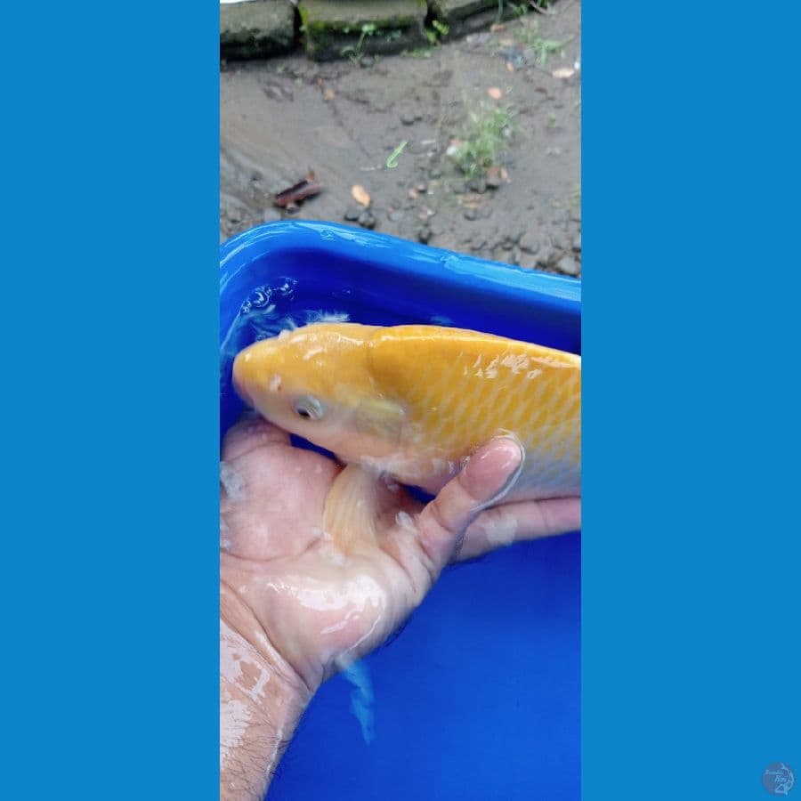 Karasi jagung Muanis