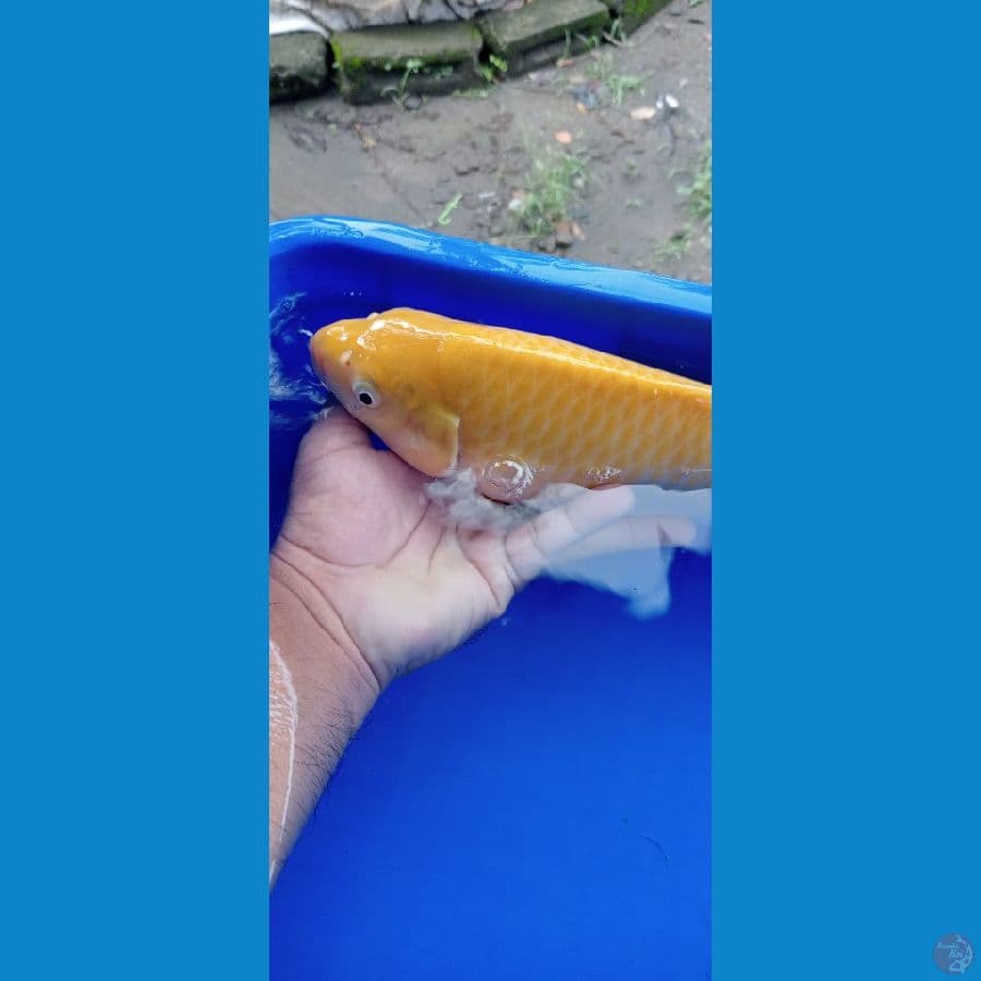 Karasi Jagung ????????