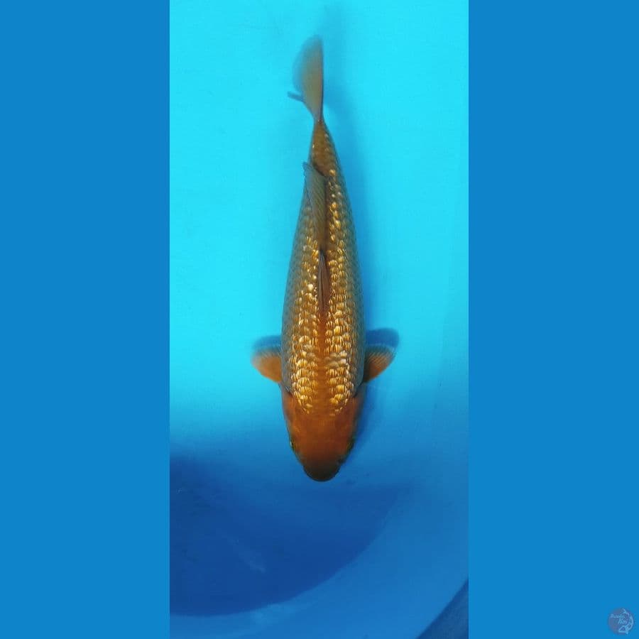 CAGOI GINRIN 31CM FEMALE