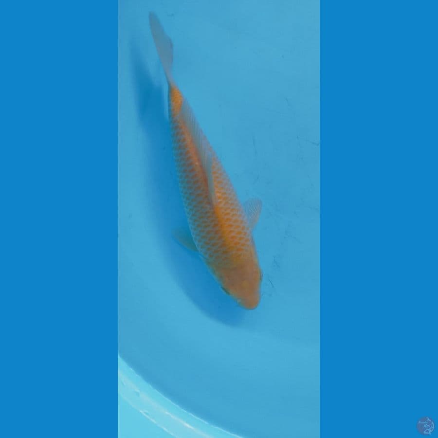KARASHI CORN 28CM MALE