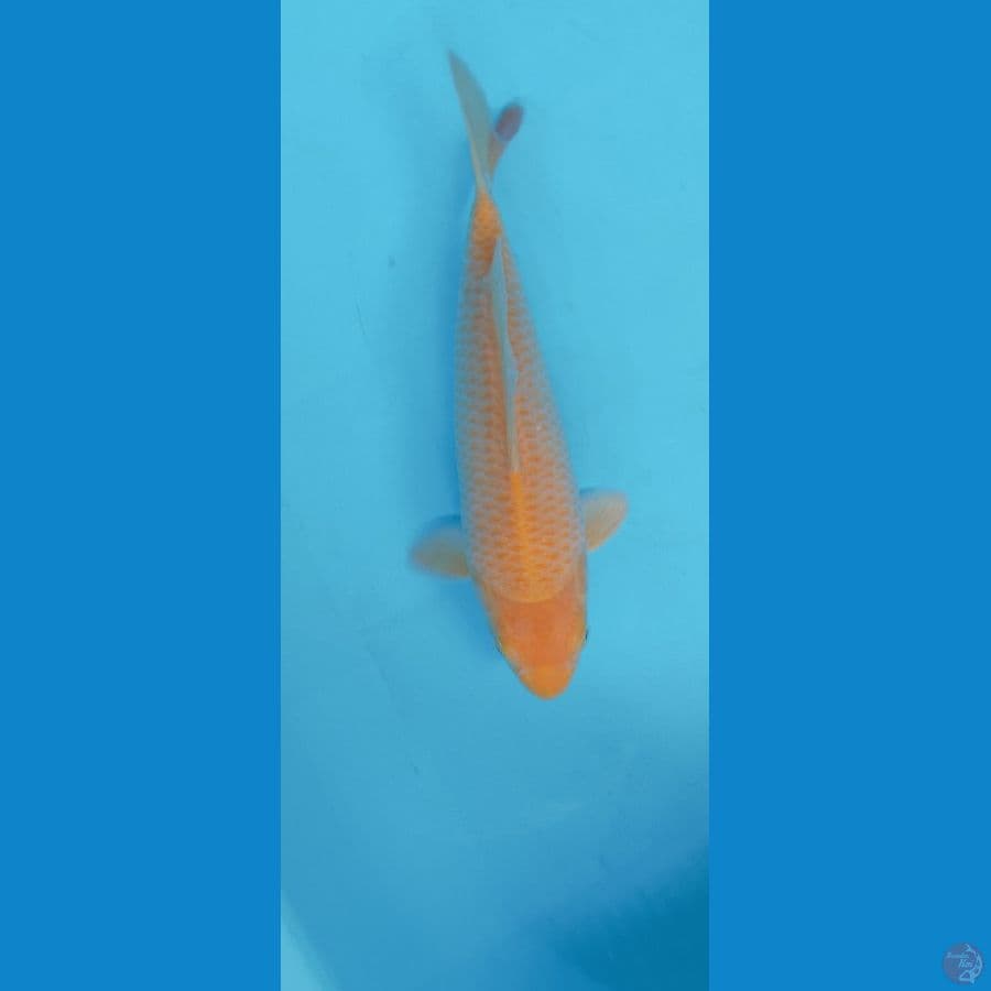 KARASI CORN MALE 30CM