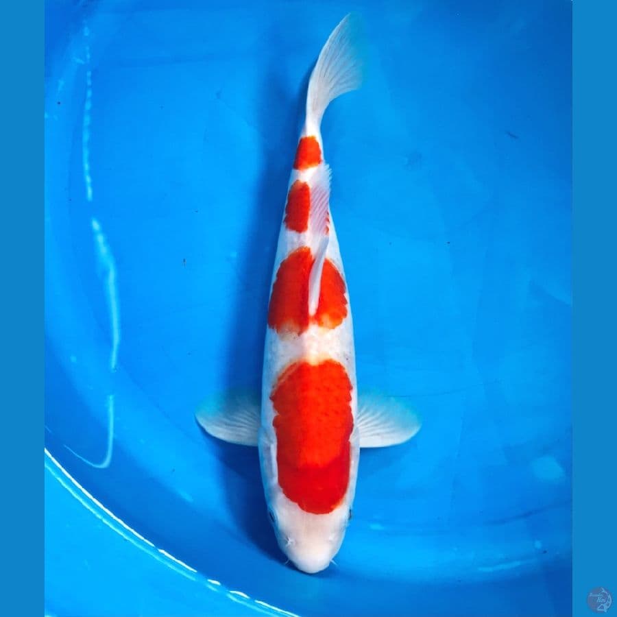kohaku 30cm