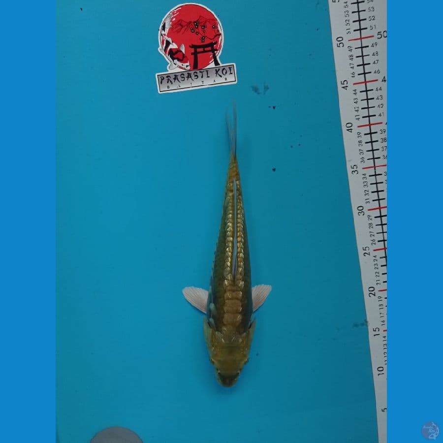 midori aragoke M33cm