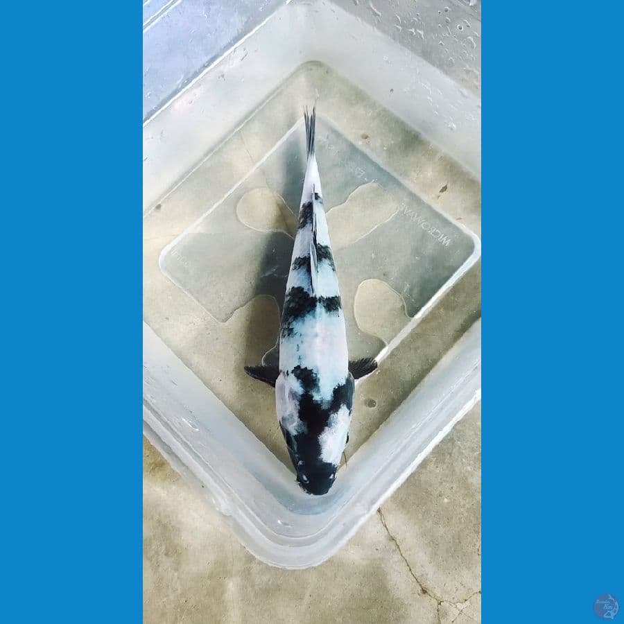 Shiro 20cm