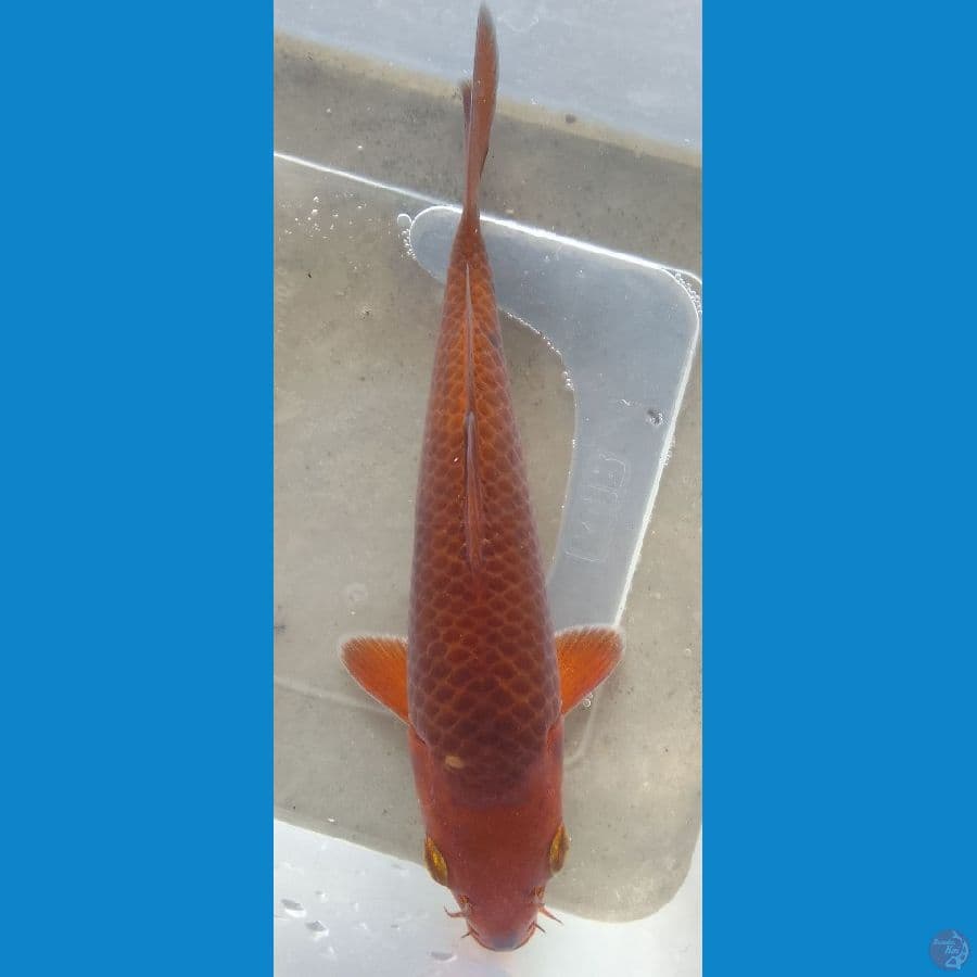 karamel jaggung 17cm