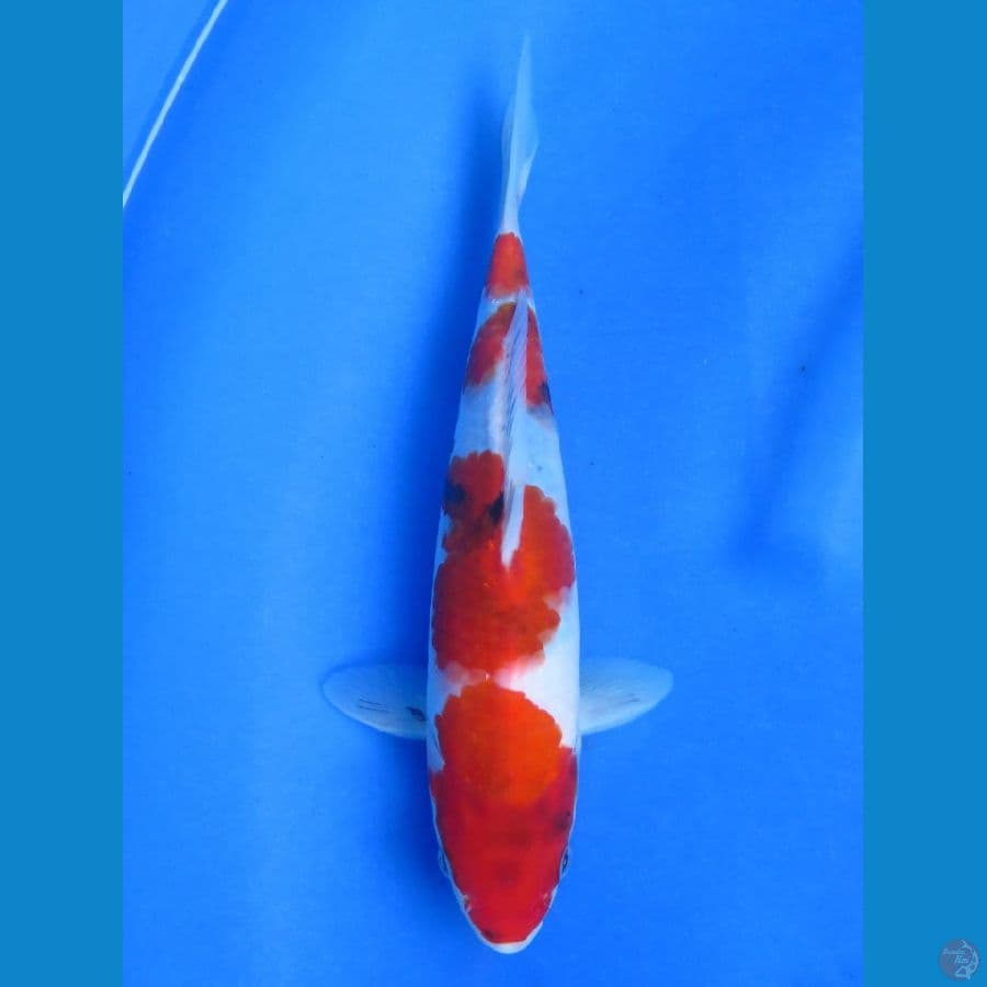 Super showa, 25cm