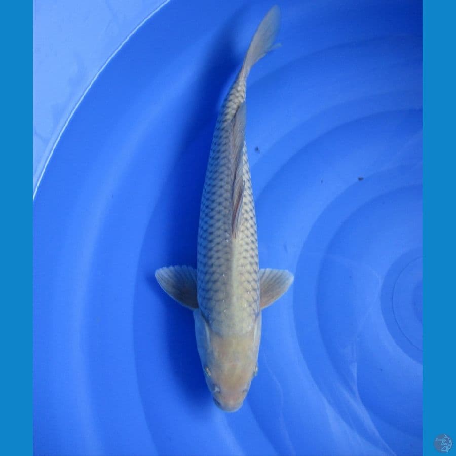 soragoi 35 cm