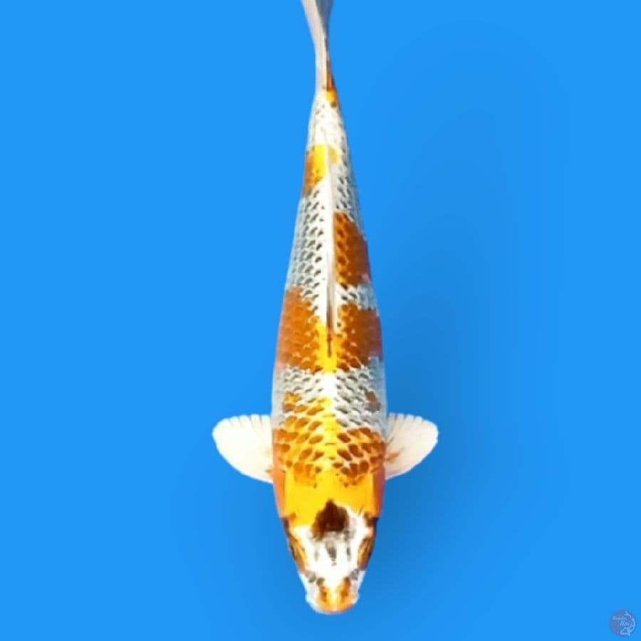 SQ YELLOW KUJAKU 37cm