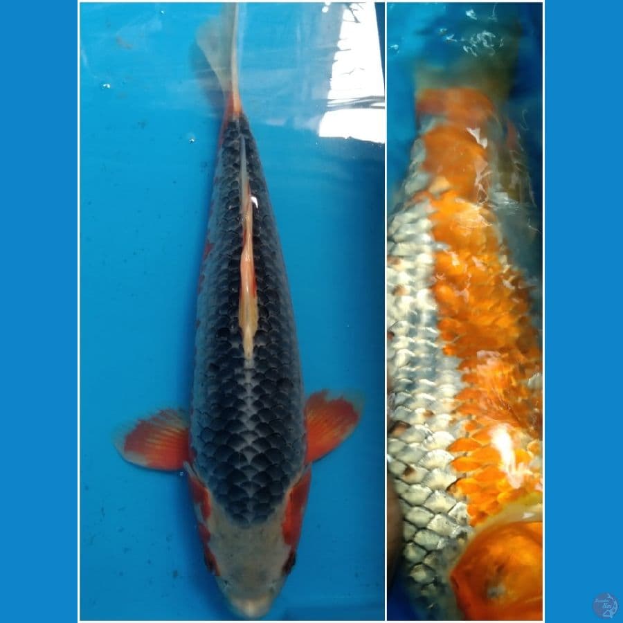 Asagi 35BU Munuk dan Bulky hanna Istimewa