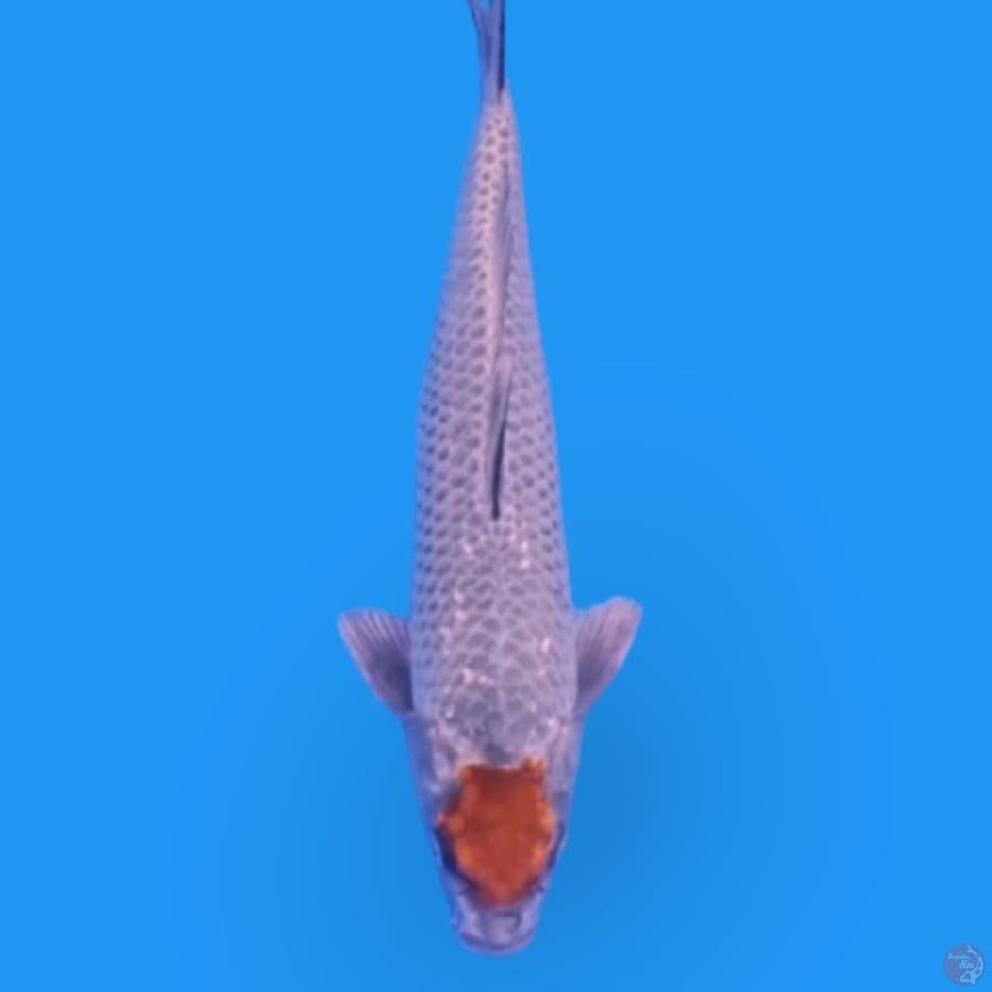 SQ TANCHO OCHIBA 35cm