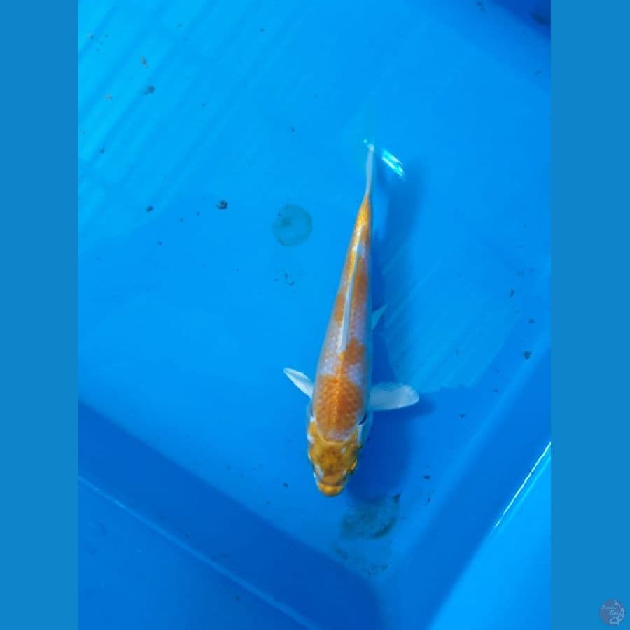 hariwake 15cm bersih minus titik merah di punggung