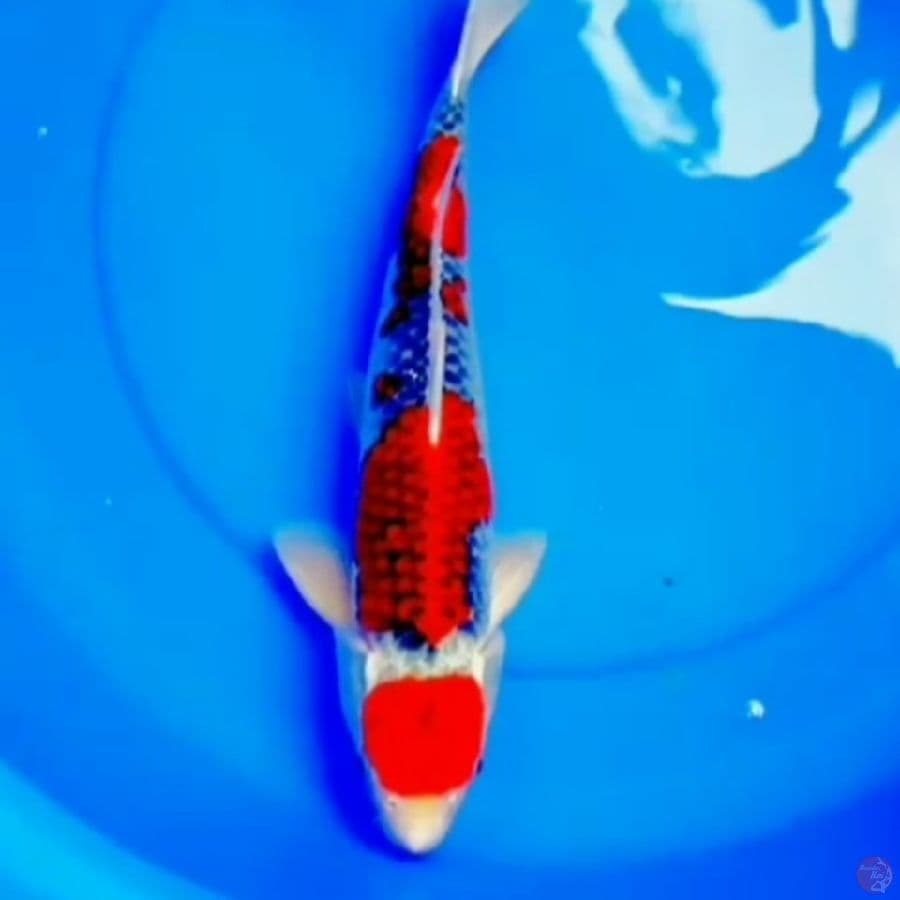 SQ MARUTEN GOSHIKI 39cm