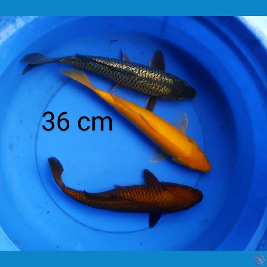 mix 3 ekor spesial ramadan 36 cm