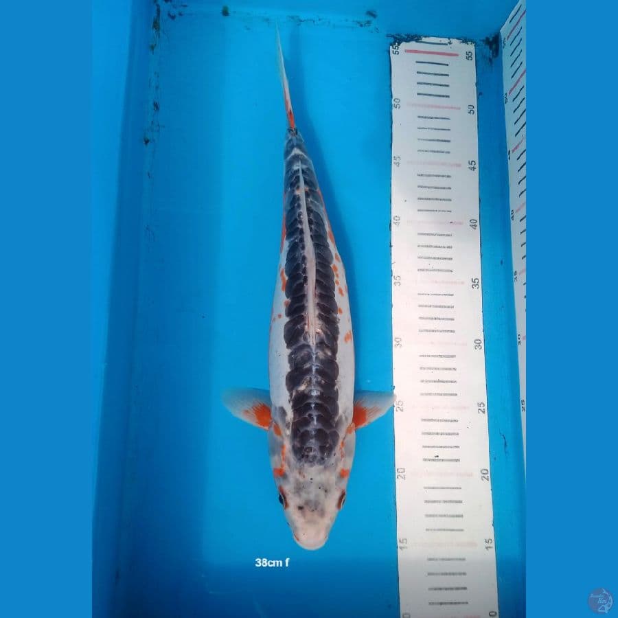 SHUSUI 38cm FEMALE