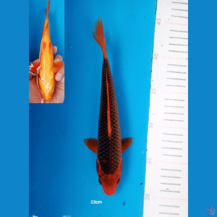 AKA MATSUBA 23cm