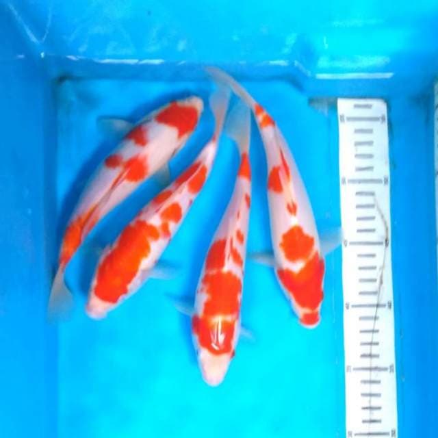 KOHAKU JOZZ 4 ekor