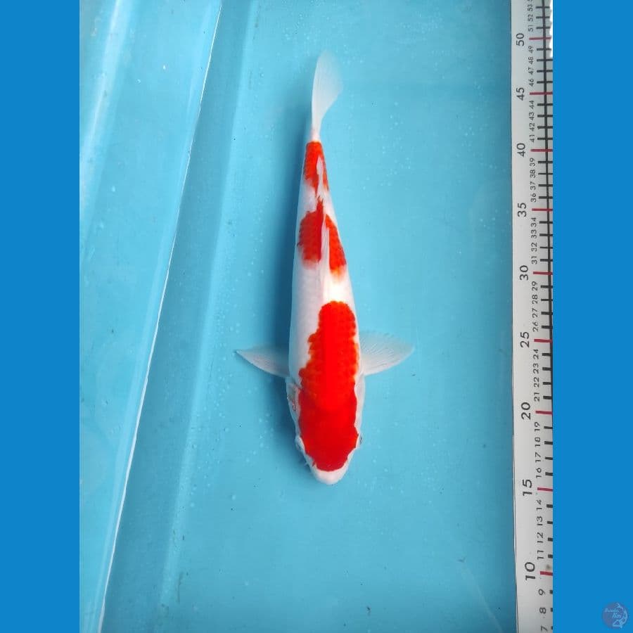 kohaku 32cm