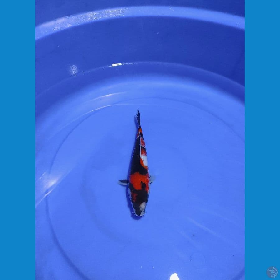 showa 22cm