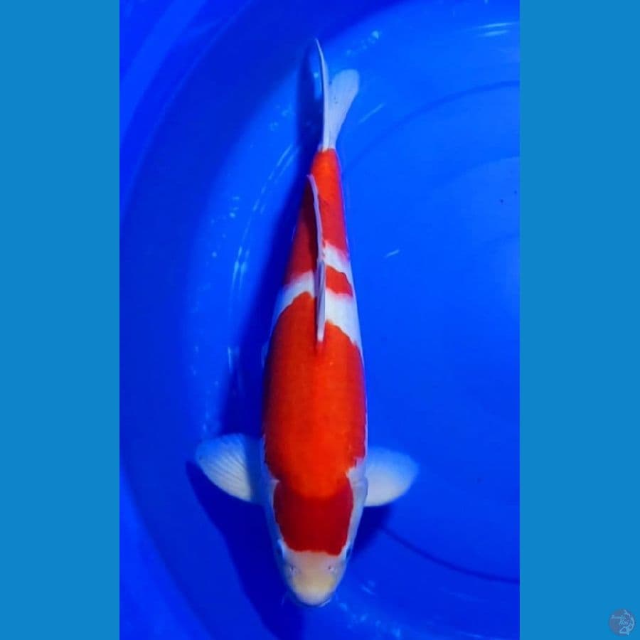 Kohaku Strong SQ 45cm