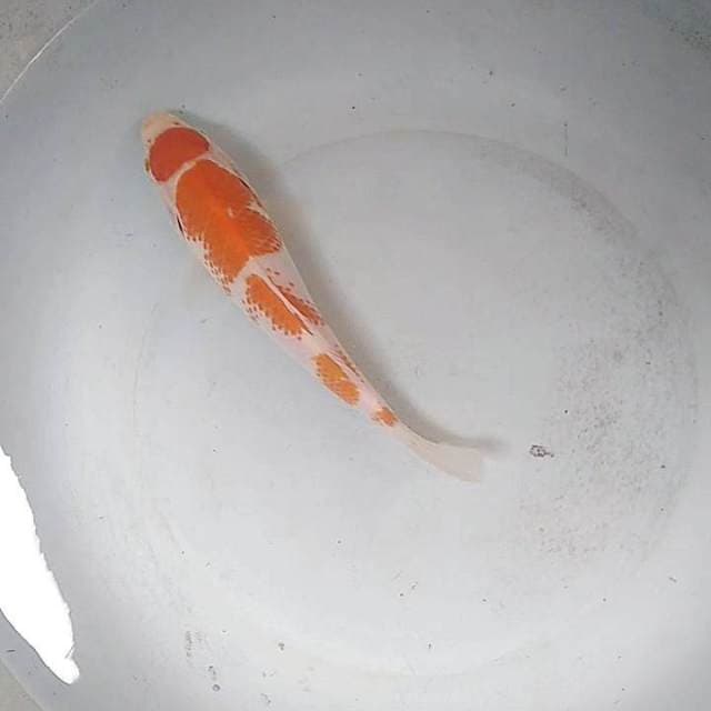 Maruten kanoko