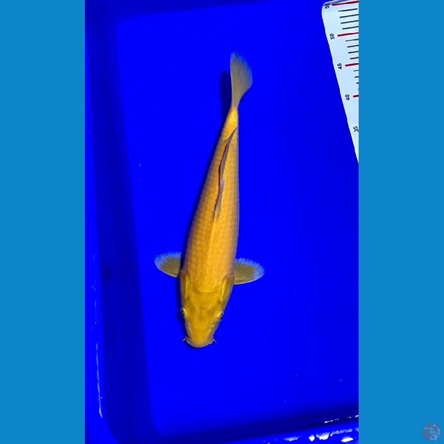 karasi 37cm