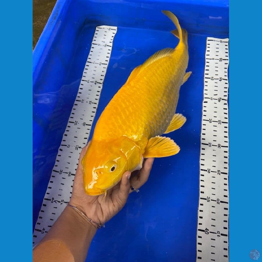 punuk karashi lemon 44 cm