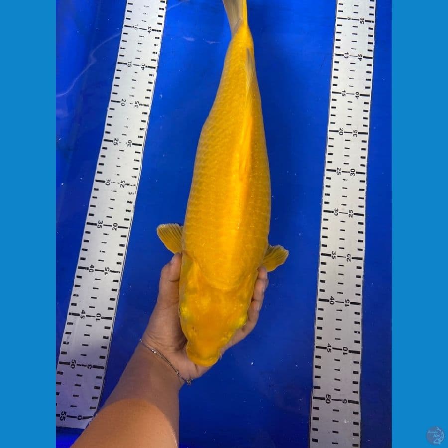 punuk karashi lemon 44 cm