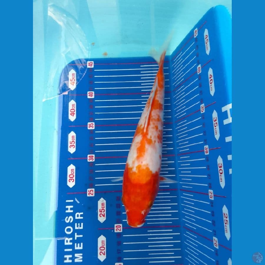 sabikoyo 27cm