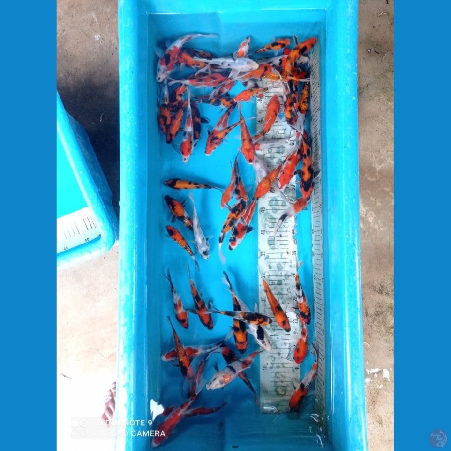 paket 70 ekor