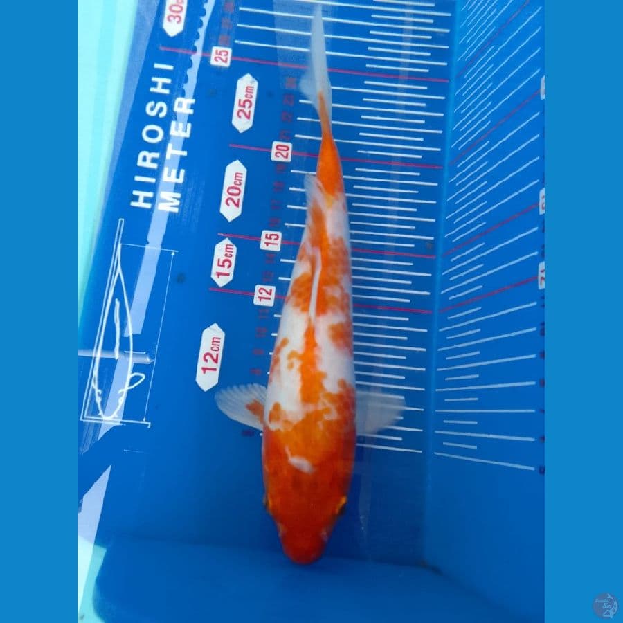 sabikoyo 25cm