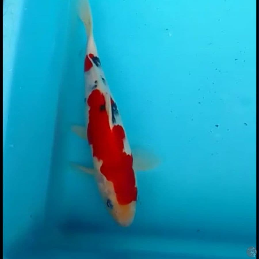 sanke 25cm