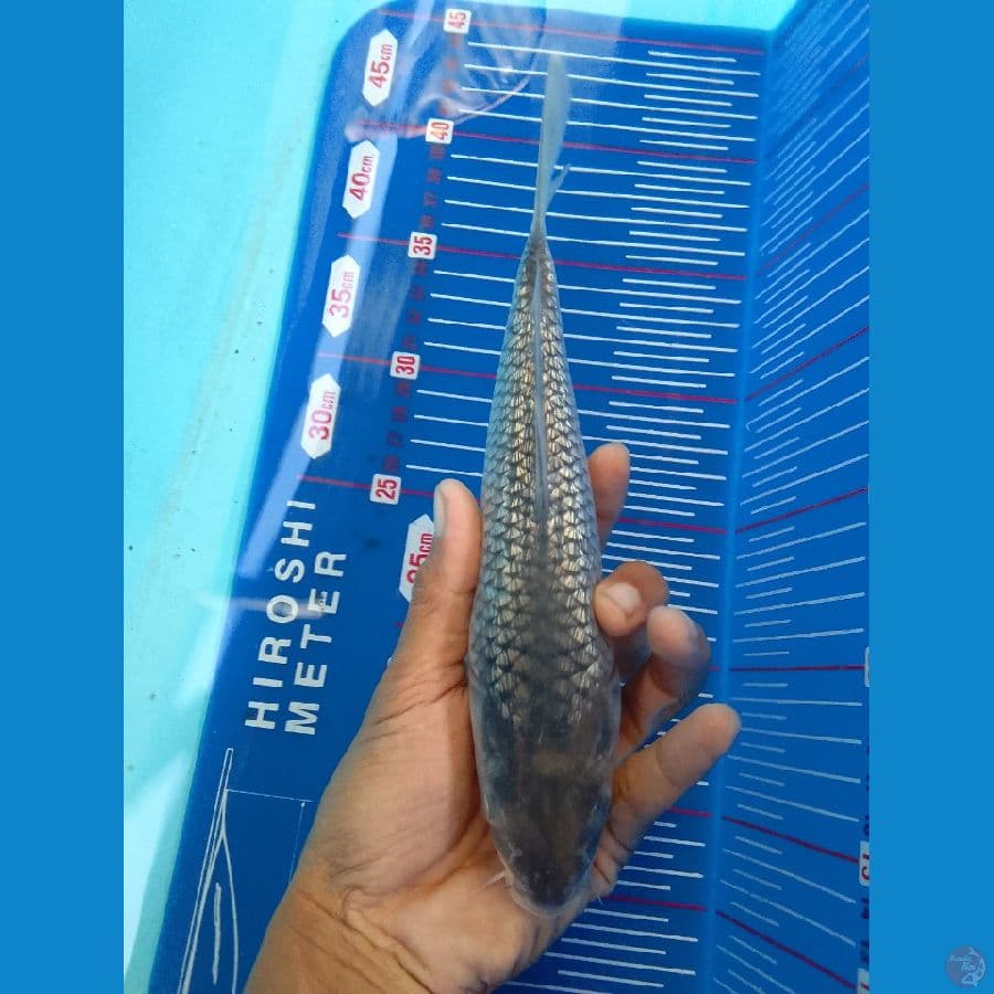 spragoi gindrin 25cm