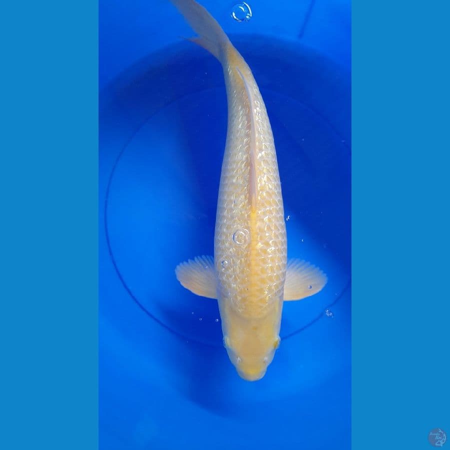 Karasi Corn gindrin jumbo