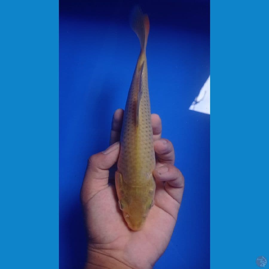midori 24cm