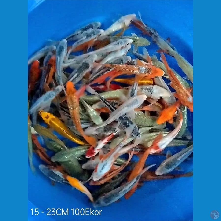 100Ekor Asagi Shusui Soragoi Akamatsuba 15 - 23CM