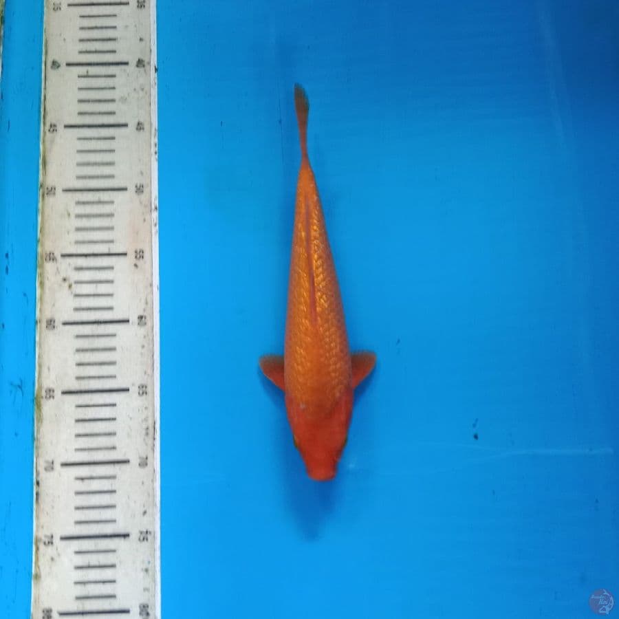 Karamel gindrin 27 cm