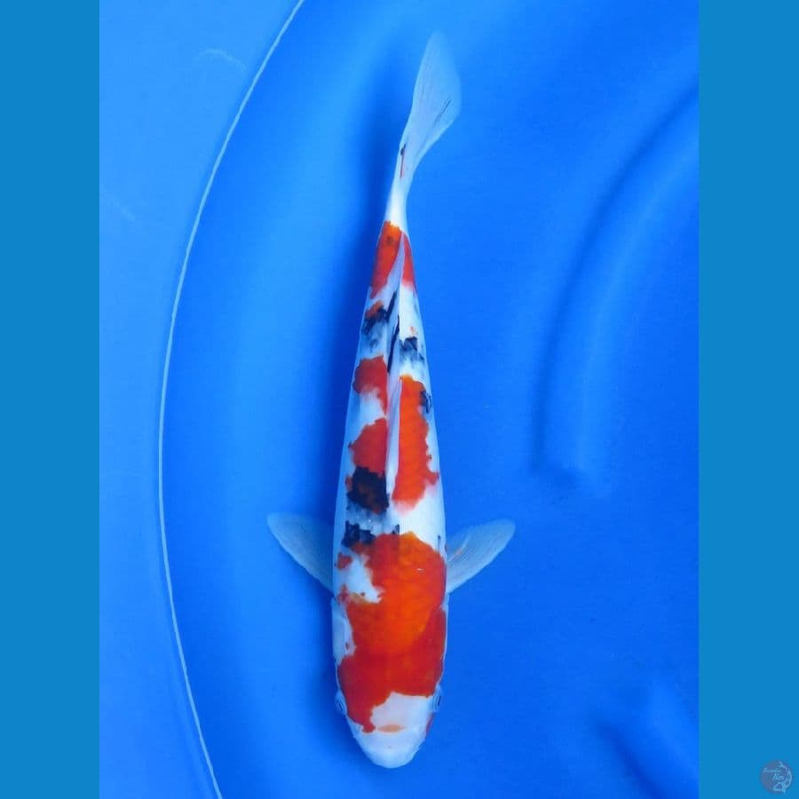 Jumbo sanke , 39cm