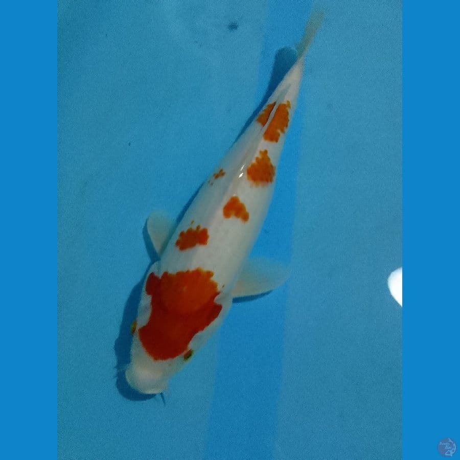 kohaku 37 cm gendong telur