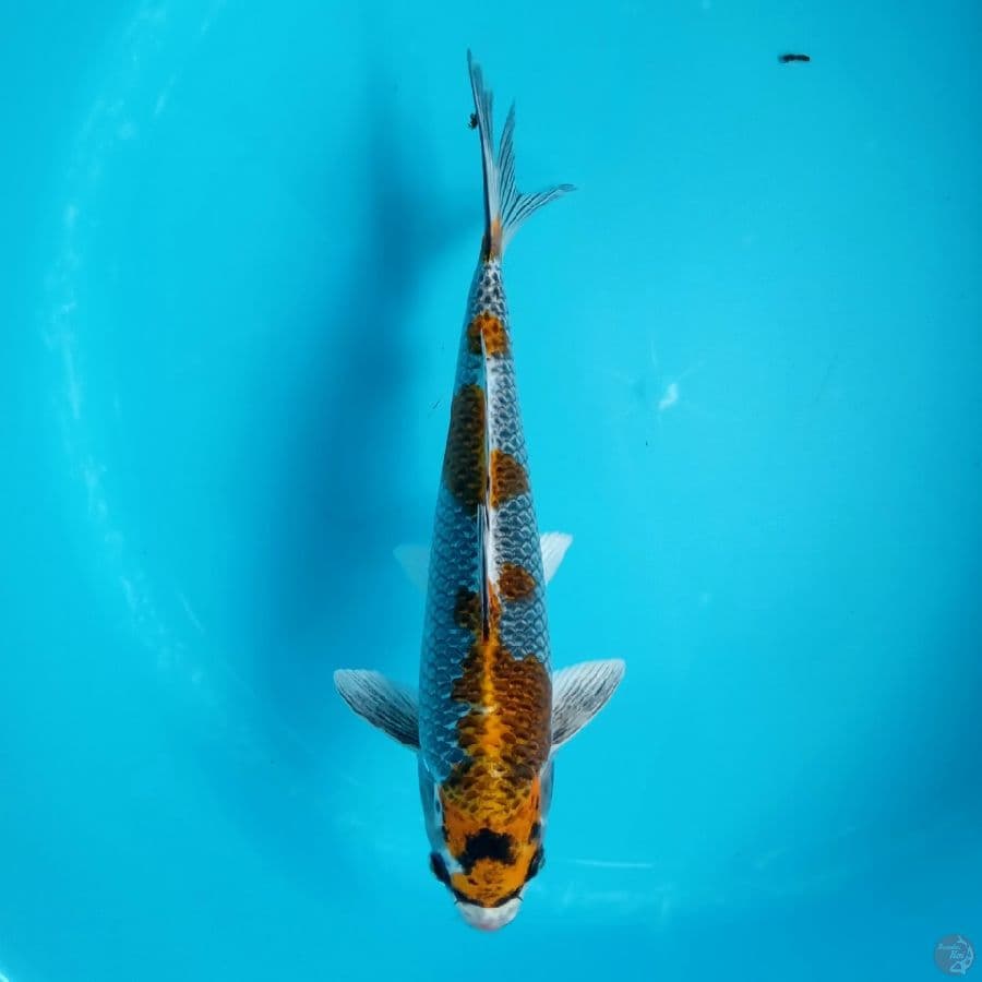 BENI GINGGA HQ 32CM
