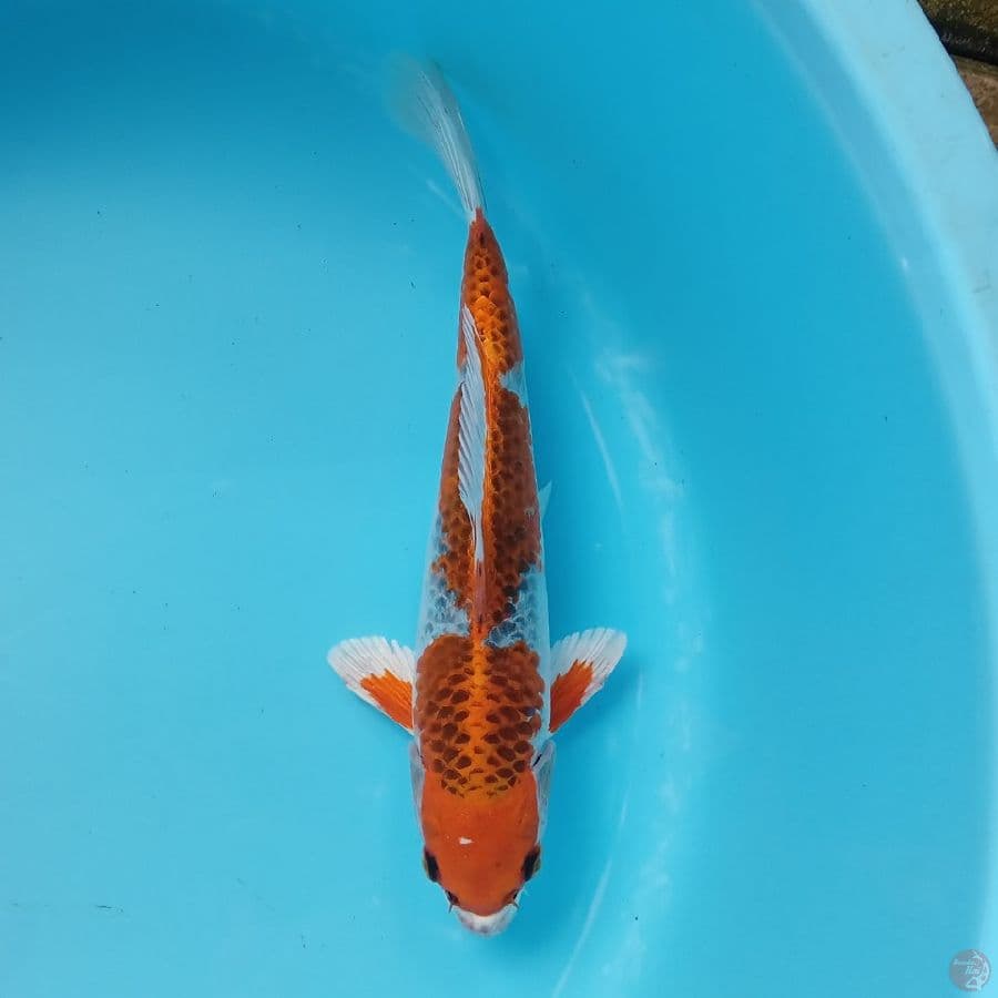 KUJAKU MOTOKIN 30CM