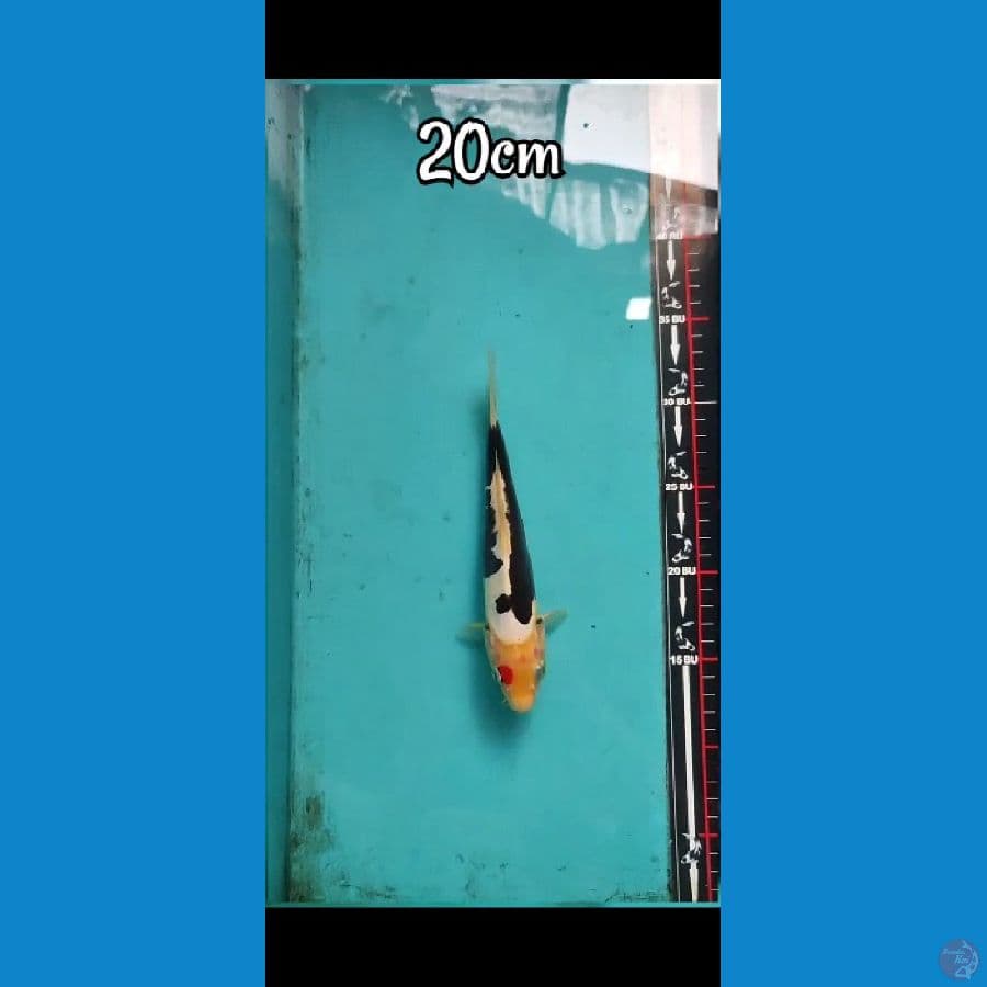 kumon 20 cm