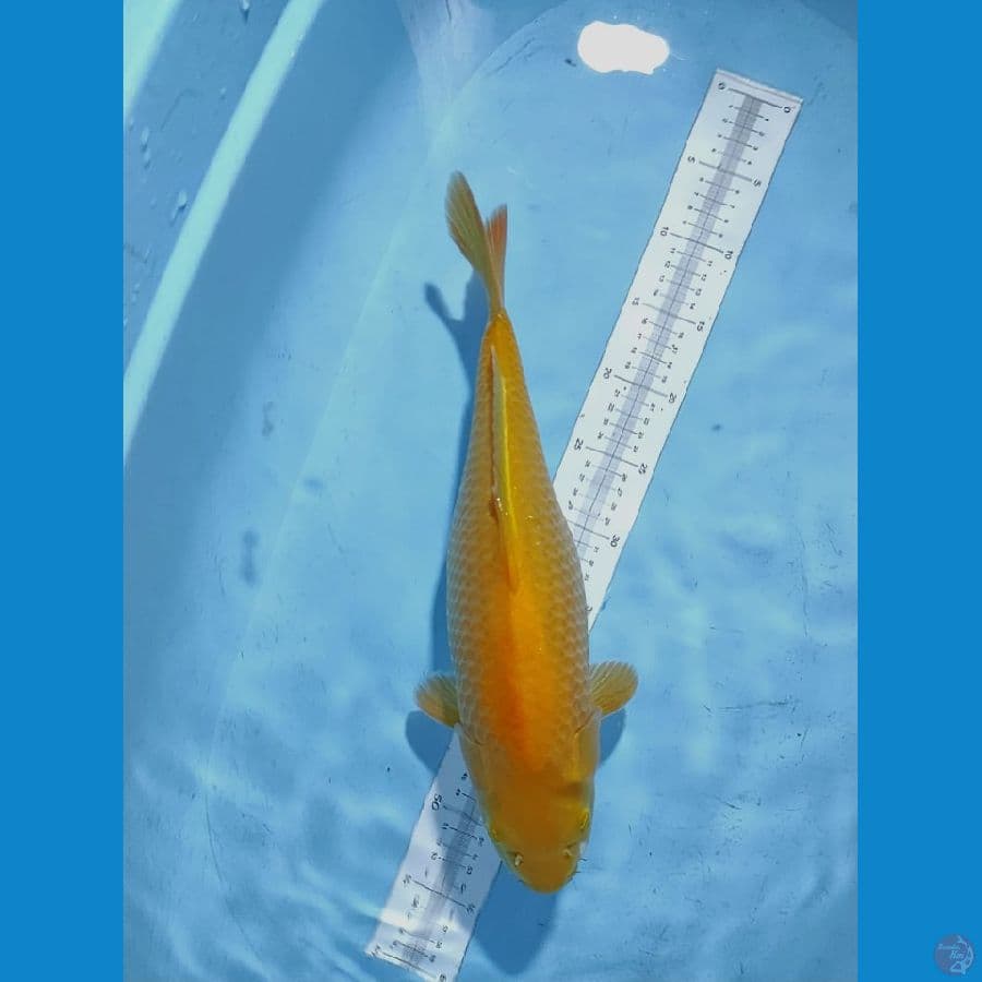 karasi manggo 40 cm