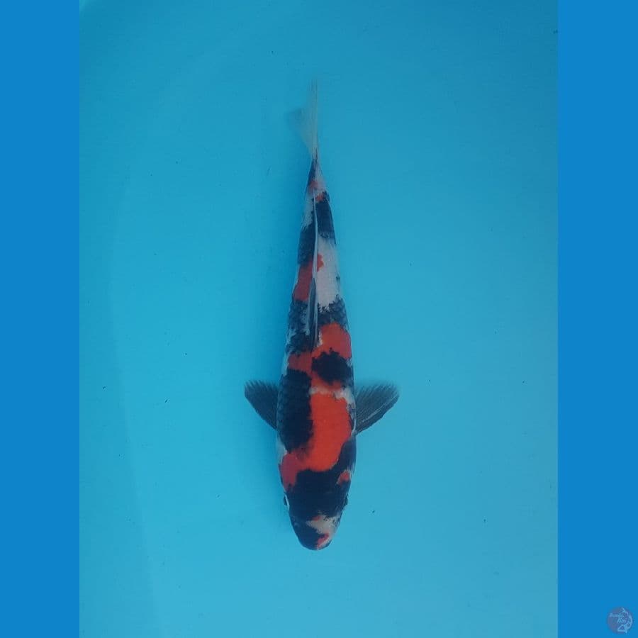 showa 23cm