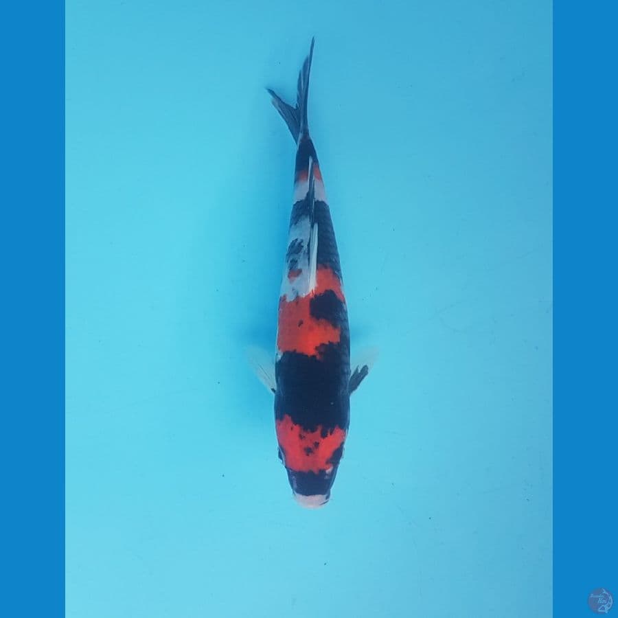 showa 22cm
