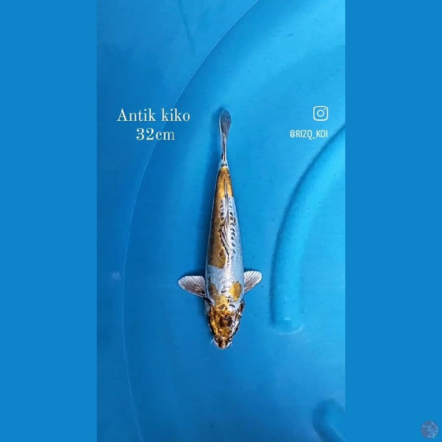 Kiko 32cm