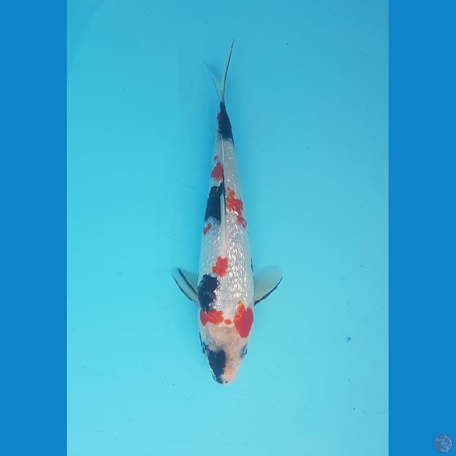 showa ginrin 22cm