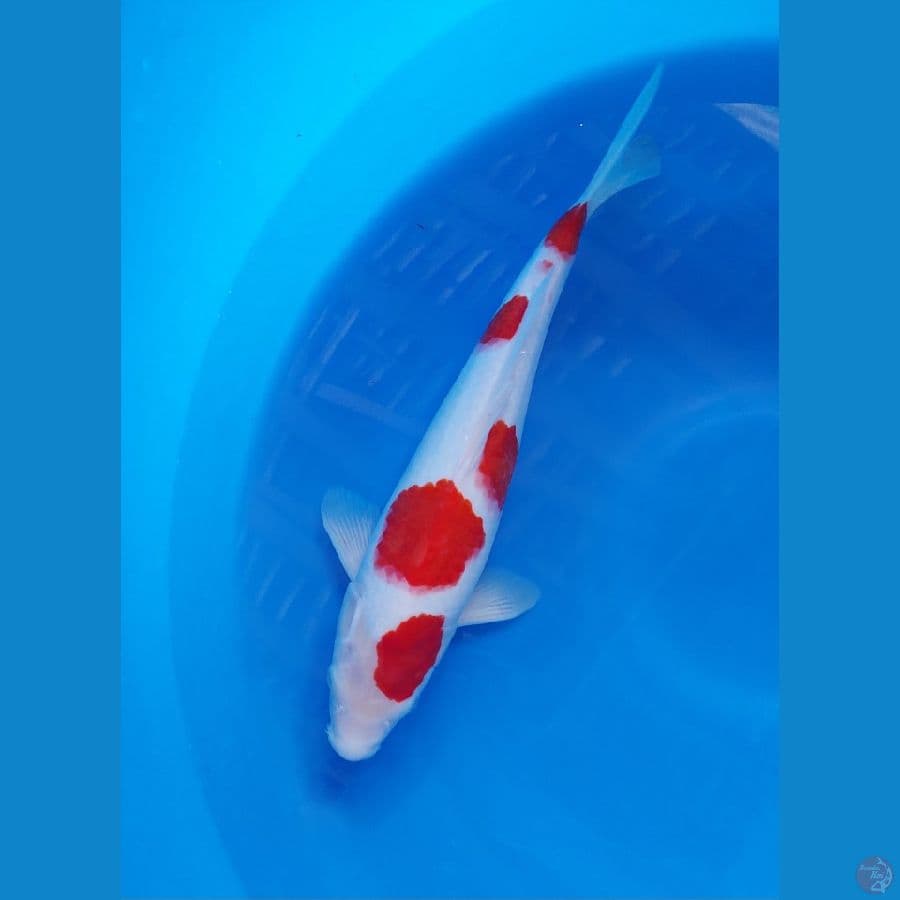 kohaku super skin.