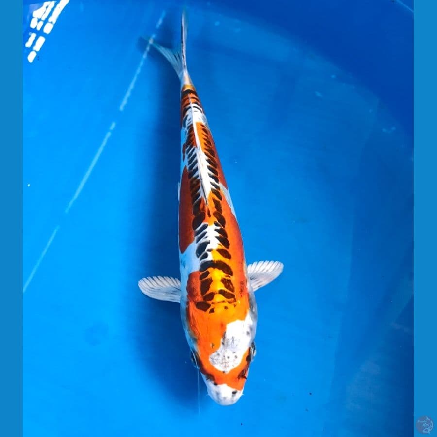 kujaku doitsu 25cm