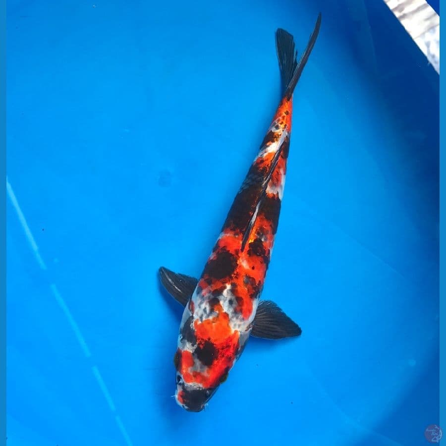 kage showa 32cm